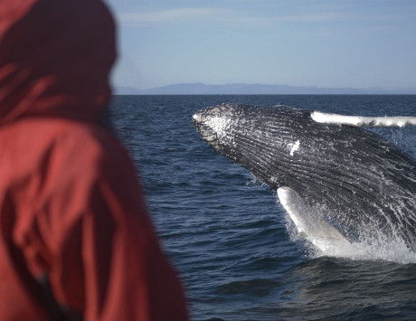 Média réf. 4084 (2/4): Croisière à la recherche des baleines